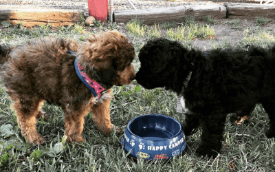 Pet-friendly camping: It’s Dog-gone Fun!