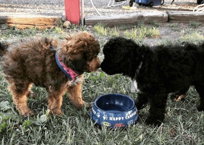Pet-friendly camping: It’s Dog-gone Fun!