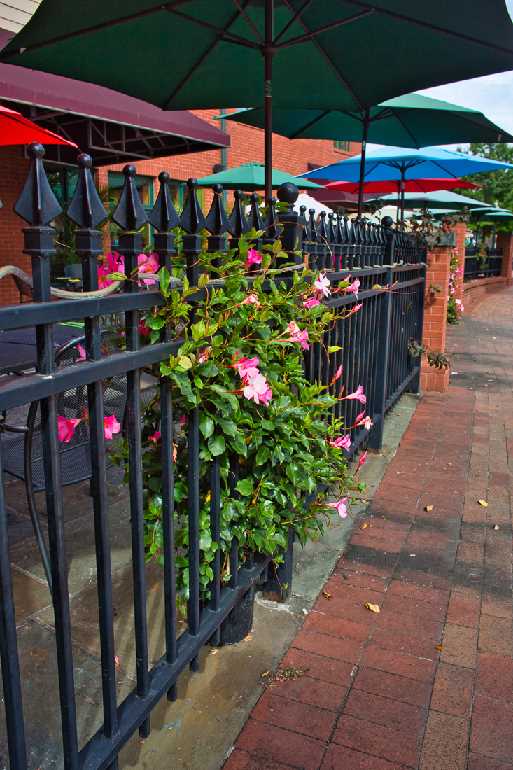 Flowers along a fence