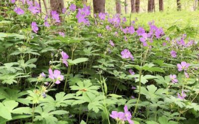 Wildflower Pilgrimage 2020