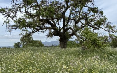 Hiking and Hydration: Spring Gear Guide