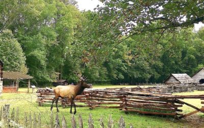 How to Be a Volunteer in the Great Smoky Mountains!