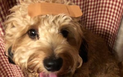 Make It! Dog First Aid Kit