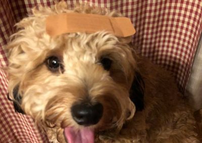 Make It! Dog First Aid Kit