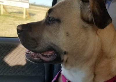 Does Your Co-Pilot Shed?