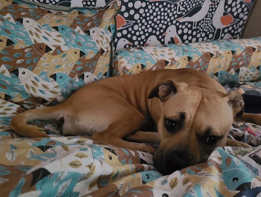 Jade Loves the RPod Bed!