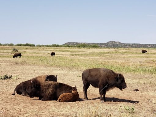 Buffalo Skies at Cap Rock Canyon State Park – SAVE THE DATE