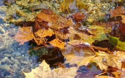 MI – Holiday Hike