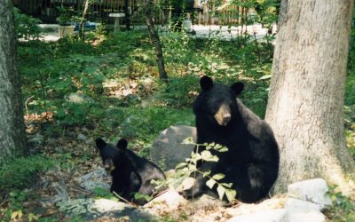 You Are In Black Bear Country – Northern New Jersey