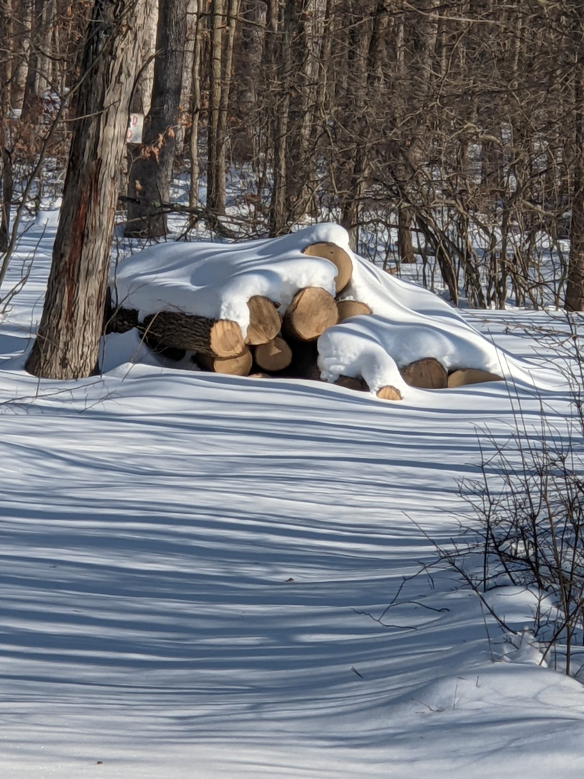 pile of logs in snow