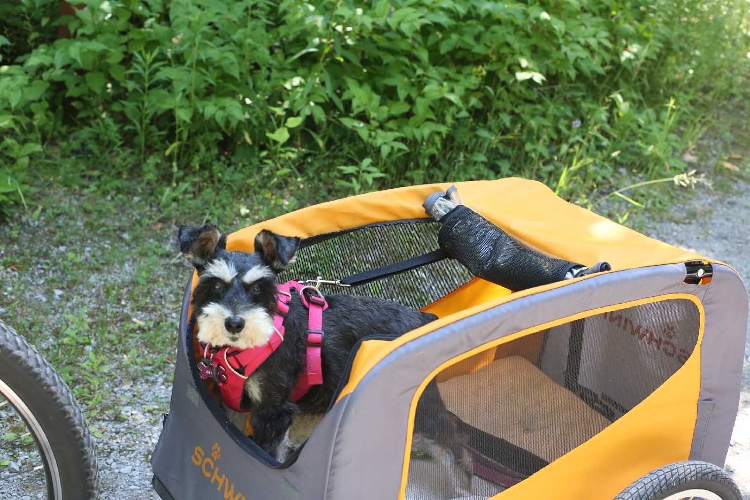 Maci bike riding