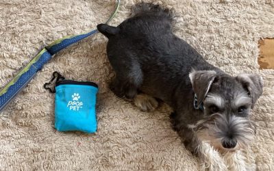 Pet Carrier – Why you might need one?