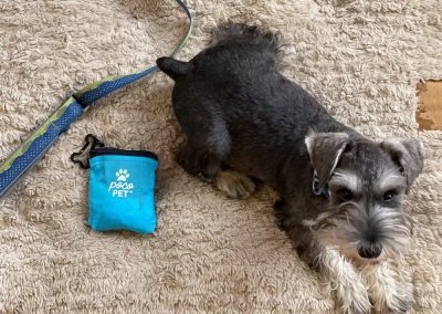 Pet Carrier – Why you might need one?