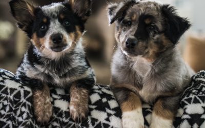 Must haves for your furry adventure buddies