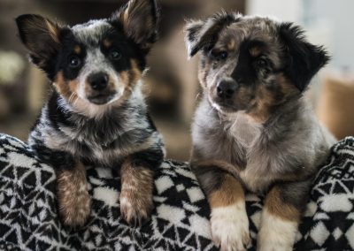 Must haves for your furry adventure buddies