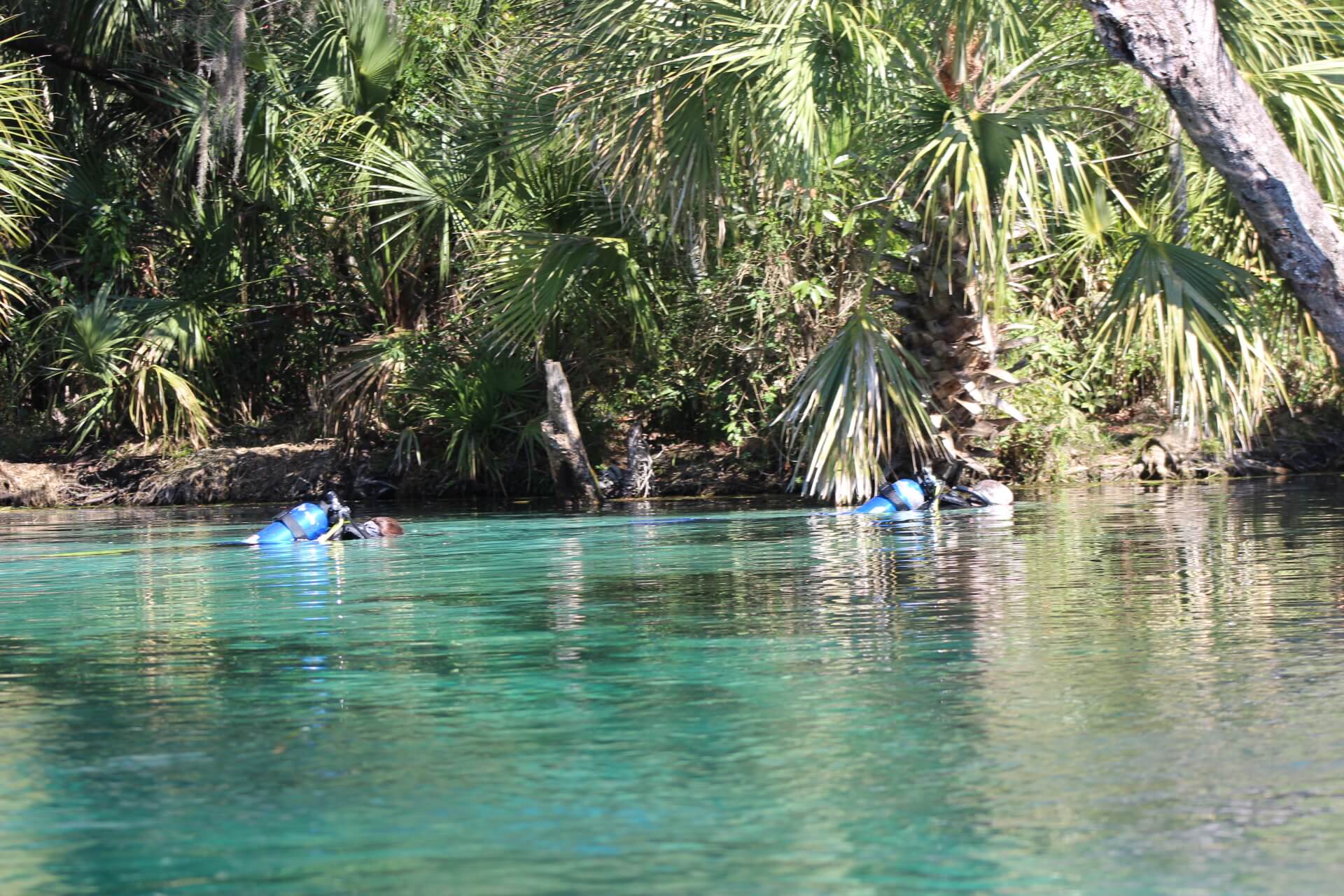 Early morning snorkeling on Rainbow River