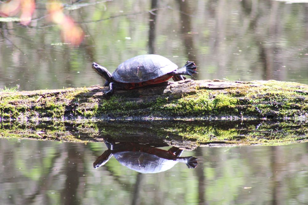 Trap Pond State Park, Laurel Delaware - Girl Camper