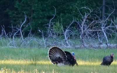 Looking for a Thanksgiving Outing?