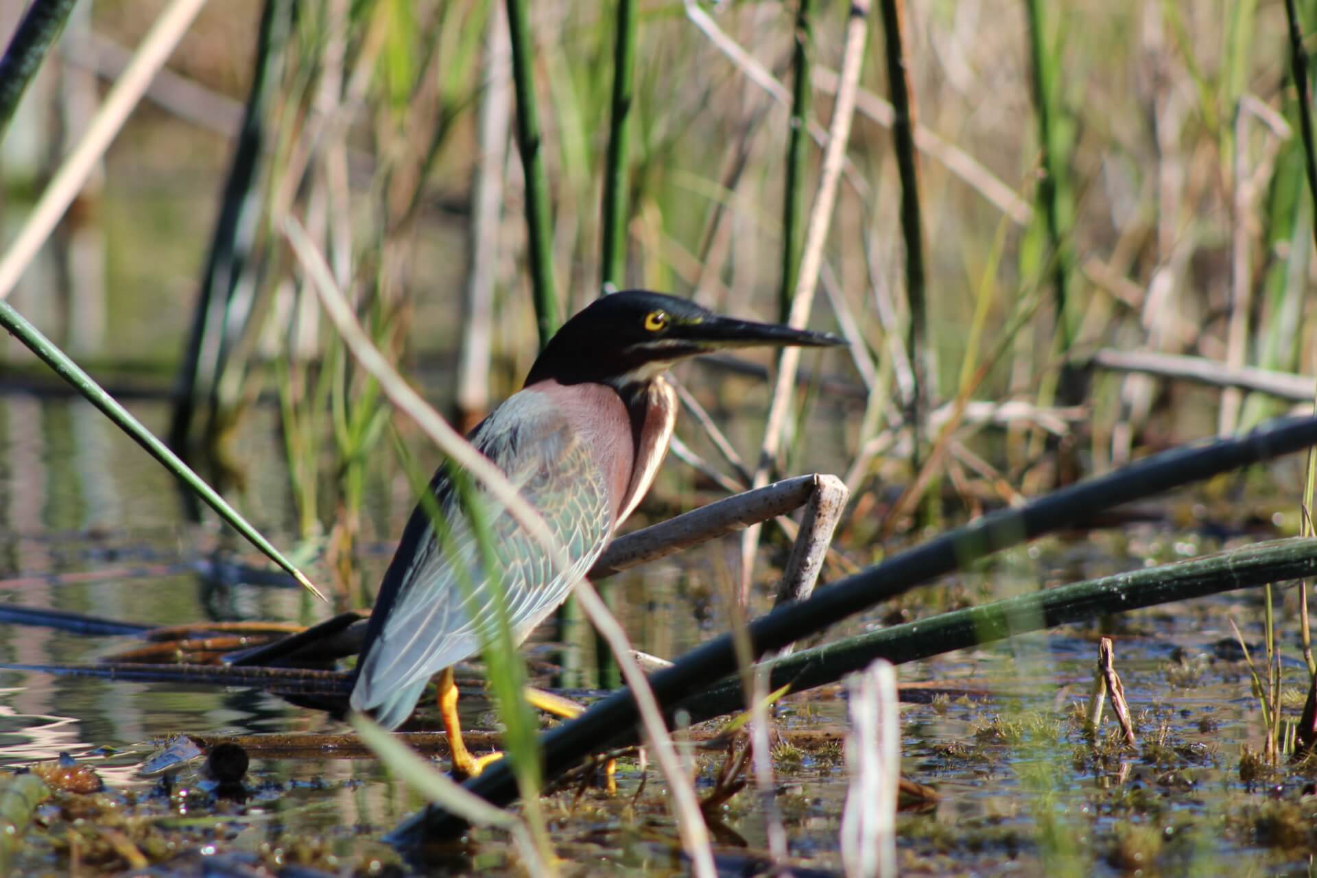 Bird on Rainbow River