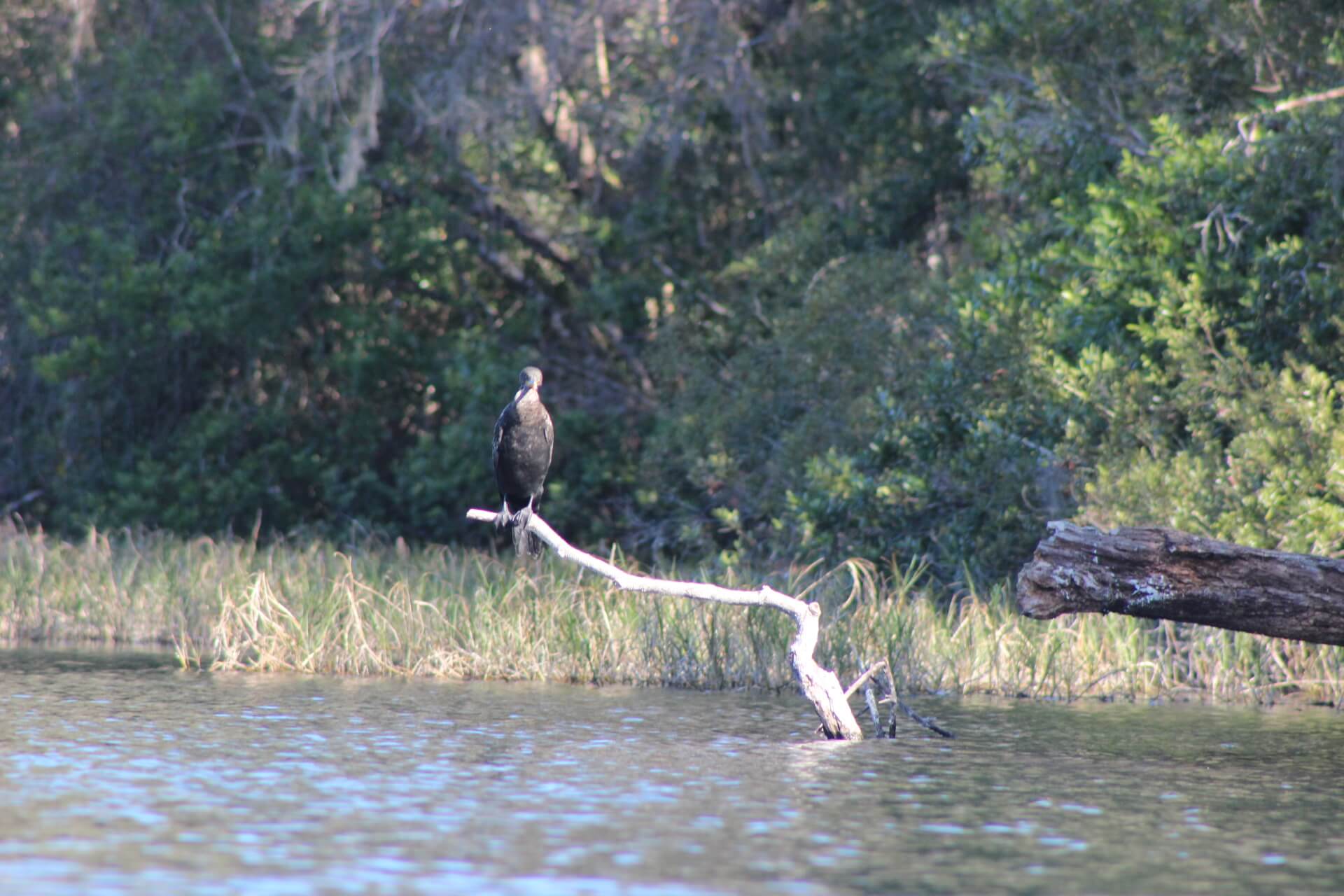 Wildlife as seen while on Rainbow River  Rainbow River is a great kayaking and tubing location