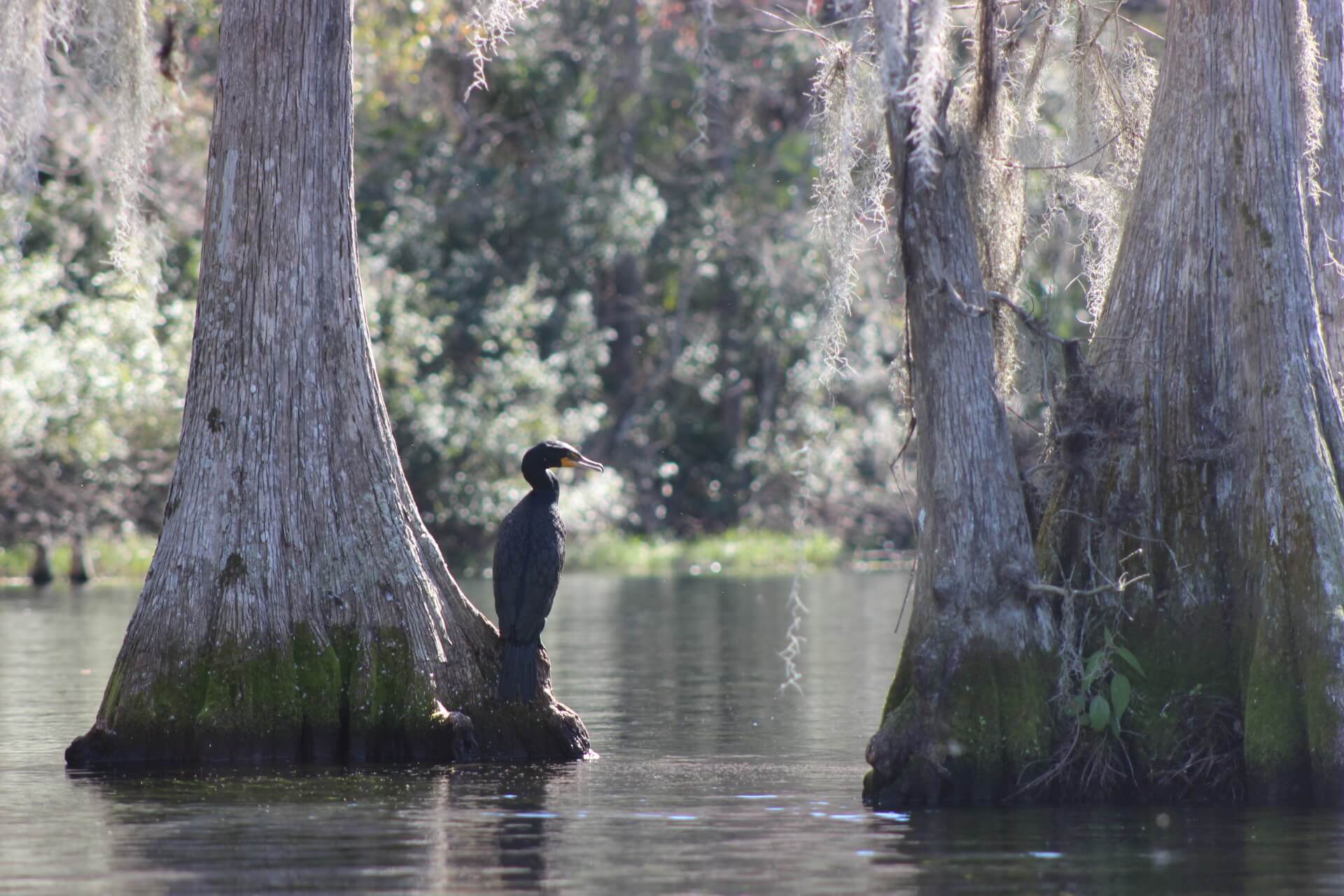 Bird on  Rainbow River. Rainbow River  Rainbow River is a great kayaking and tubing location