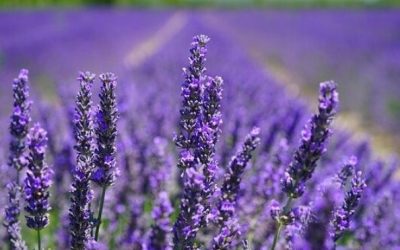 Bayliss Lavender Ranch – Biggs, CA