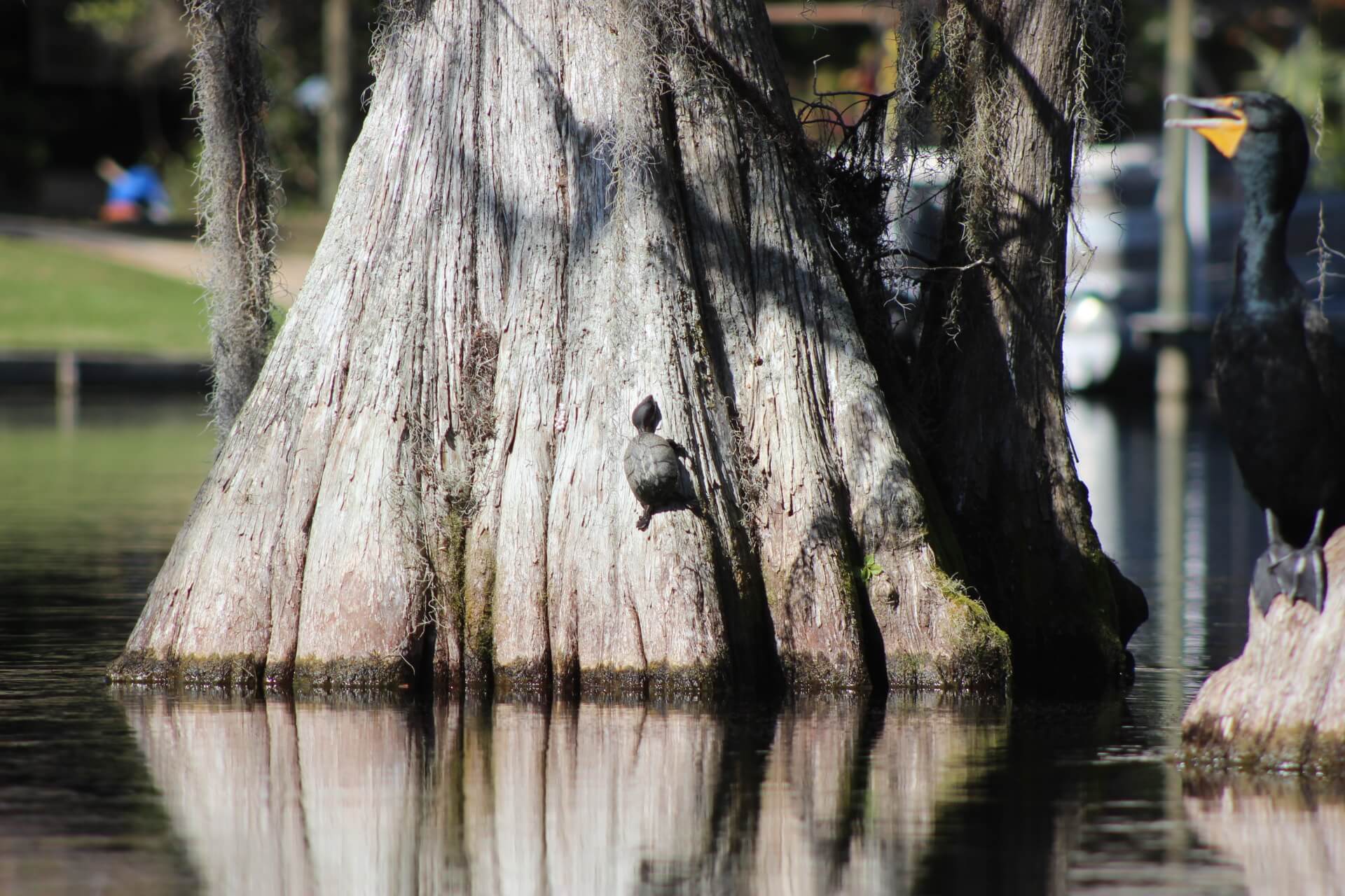 Wildlife as seen while on Rainbow River  Rainbow River is a great kayaking and tubing location