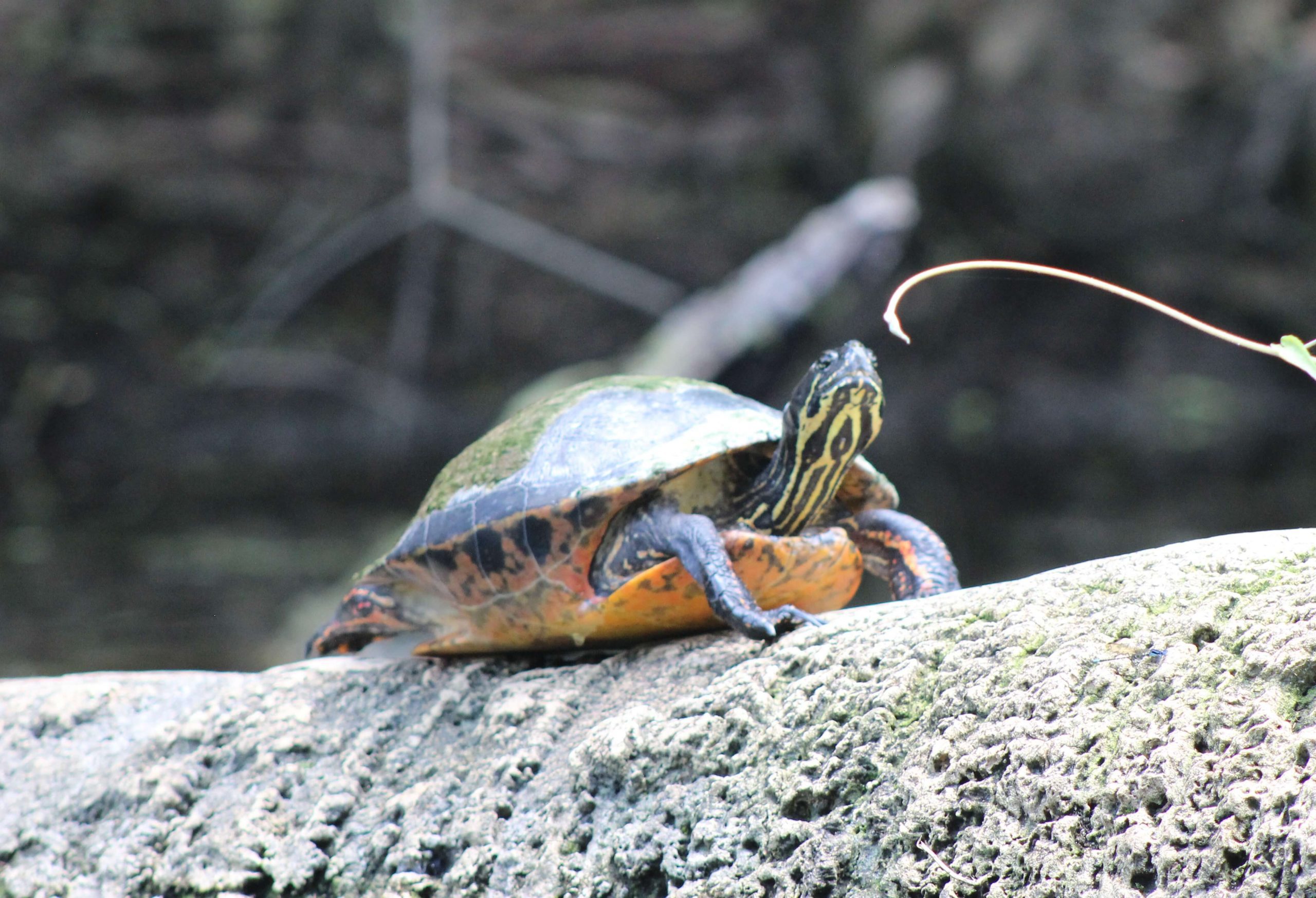 Turtle sunning itself along the river