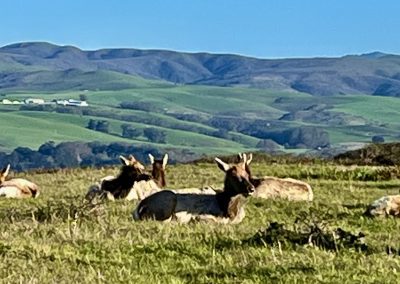 Tule Elk Reserve – Point Reyes National Seashore