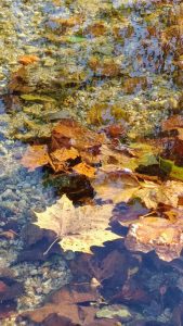 leaves floating in a creek