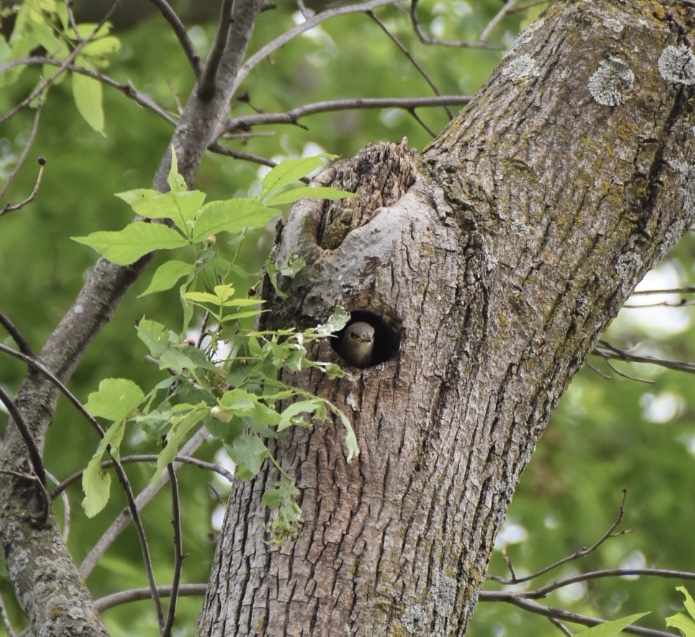 A bird sticking it's head out of a hole in a tree.