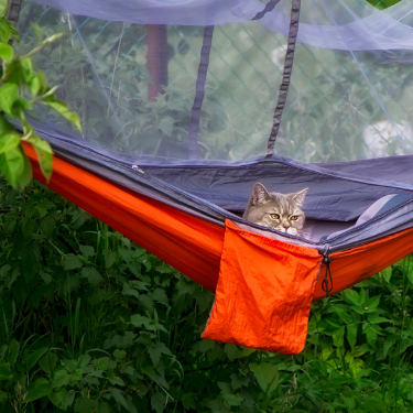 A gray cat peaking out of a bright orange hammock hanginf from two trees