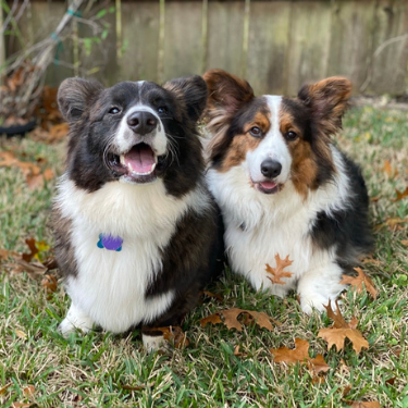 Two Cardigan Welsh Corgi Dogs with Black white and brown coloring sitting next to each other in a yard