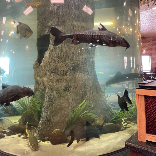 A large circular fish tank that holds a large tree trunk and six large fish swimming past the glass.