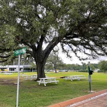 Picnic tables sit underneath a large oak tree on the property of the Shiner brewery.