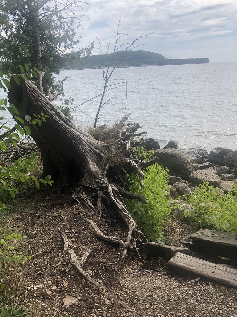 An old gnarled stump on the edge of Lake Michigan at Peninsula State Park.