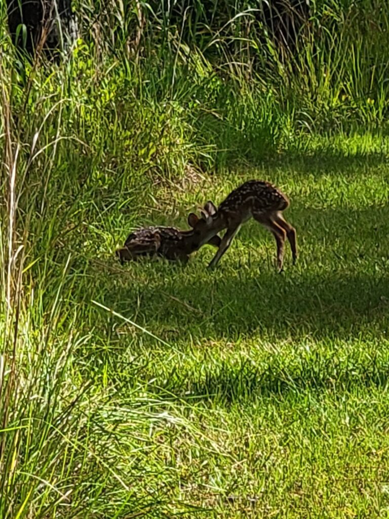 A pair of newborn twin deer