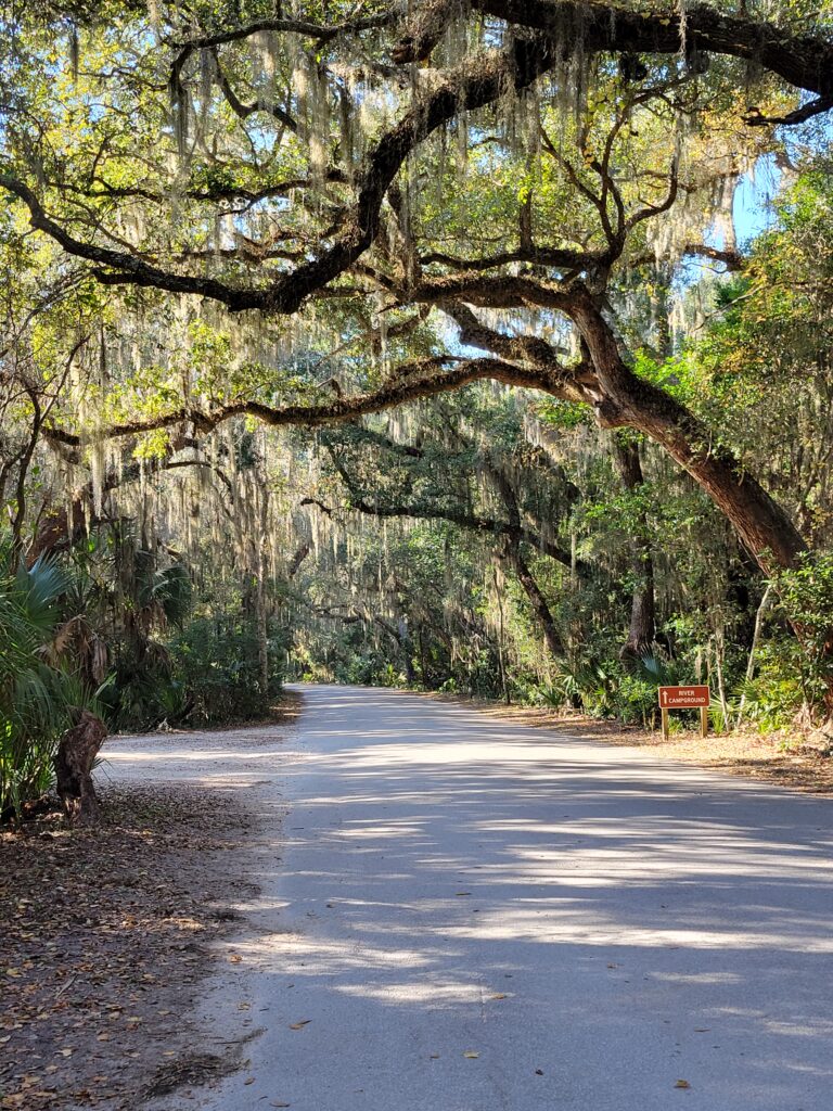 A view of the drive entering Fort Clinch with beautiful Florida Oaks.