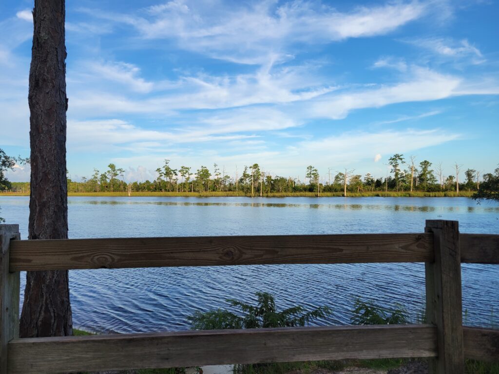 A view of the Ochlockonee River