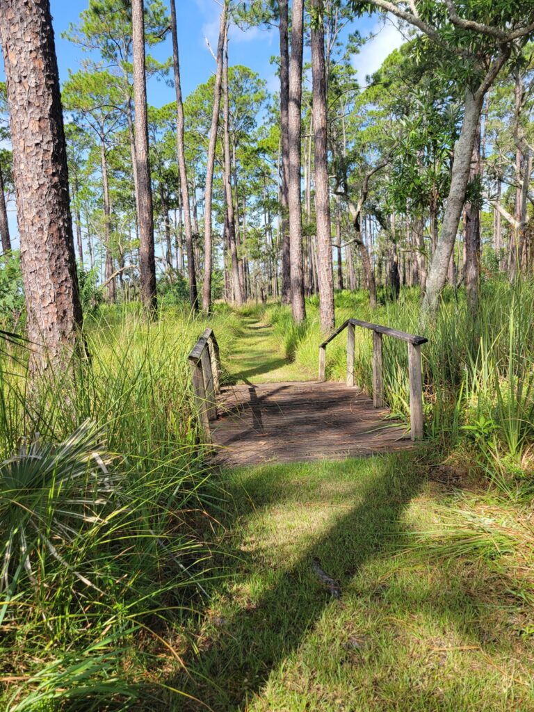 A wooden bridge on a hiking trail at Ochlockonee River State Park