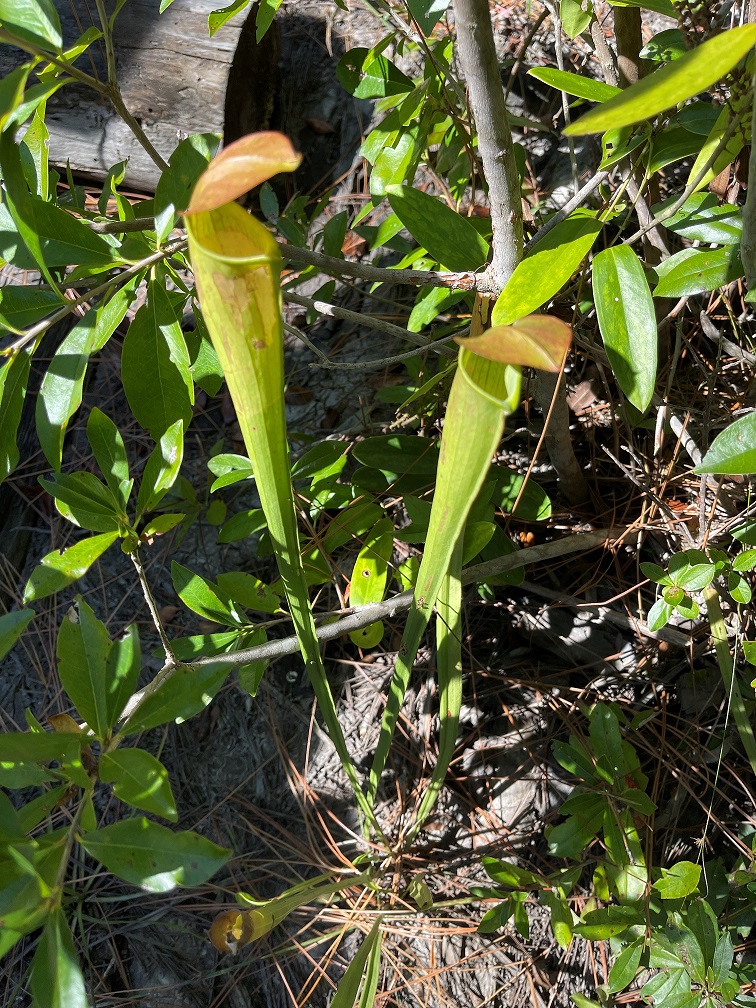 A close-up of a carnivorous plant called a Pitcher Plant