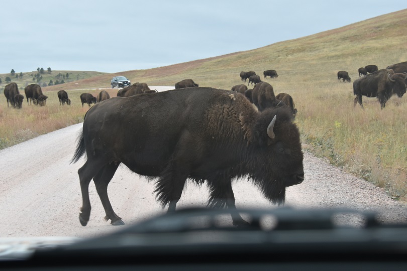 Bison crossing the road in front of a Jeep.