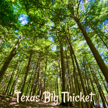 Sunlight comes through the trees of the Texas Big Thicket