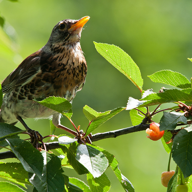 A bird with a yellow beak and brown feathers sits on a leafy branch in the Texas Big Thicket