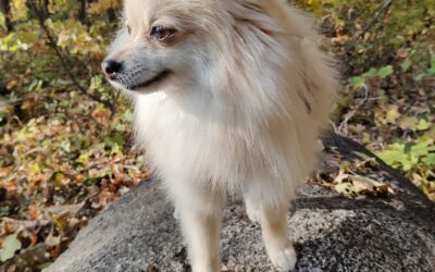 Let’s Go Hiking: Robert Ney Memorial Park Reserve