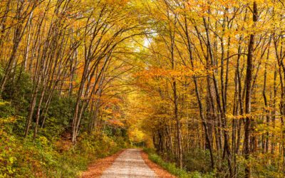 Go Green on Black Friday at SC State Parks