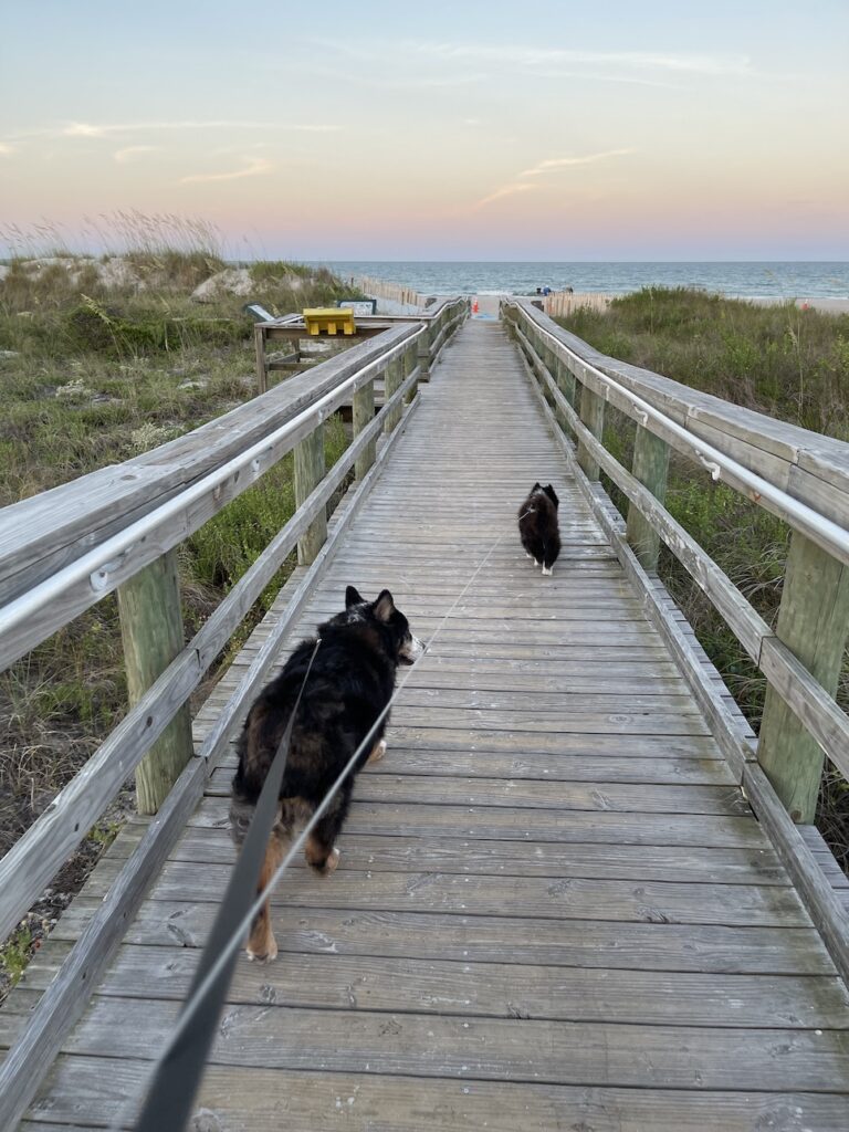 Elvis and Missy walk the boardwalk to the beach. They are teaching me to enjoy life to the fullest not matter the circumstances