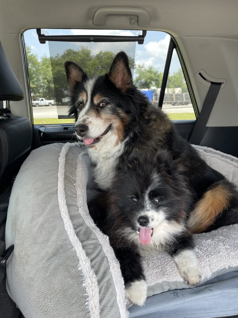 Missy and Elvis in the truck, ready to travel to the campground