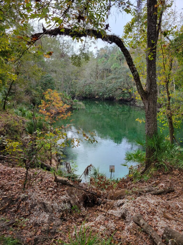 A view of a pond at Blue Springs State Park in Florida.