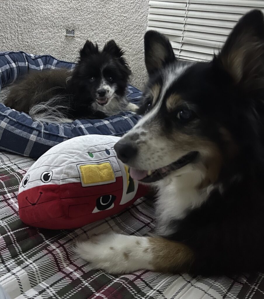 Elvis and Missy taking a break in the camper.